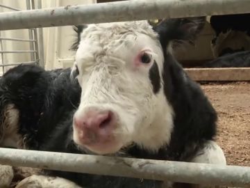 Vacas conectadas a internet con 5G: la nueva forma de pastoreo que revoluciona Reino Unido Vacas conectadas a internet con 5G: la nueva forma de pastoreo que revoluciona Reino Unido