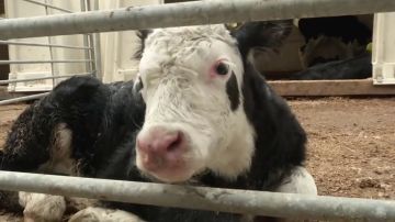 Vacas conectadas a internet con 5G: la nueva forma de pastoreo que revoluciona Reino Unido