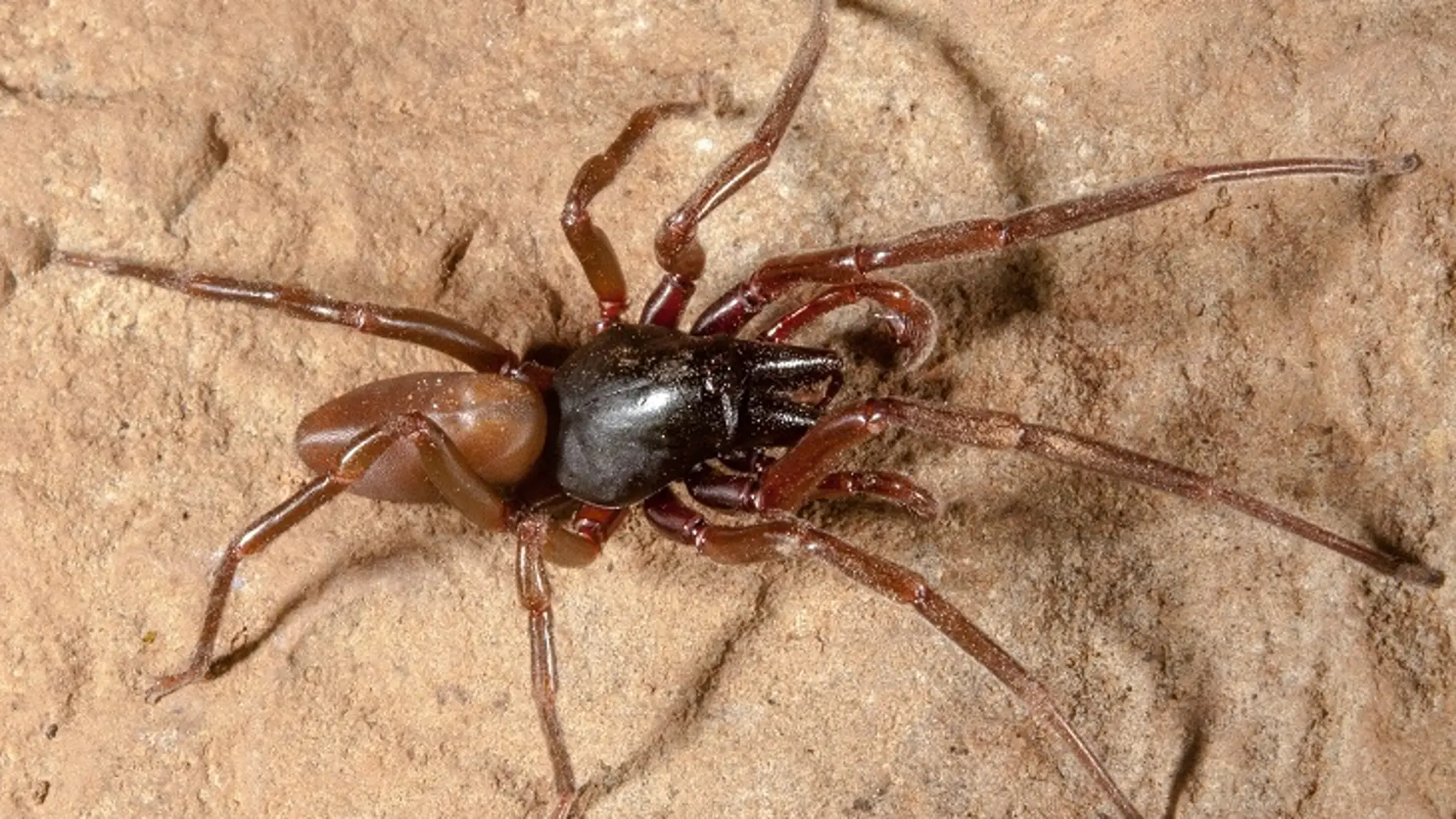 Esta especie, que habita en los bosques insulares de laurisilva en las Canarias, es una gran depredadora generalista que no usa telaraña para capturar las presas (imagen: Miquel Arnedo, UB-IRBio) 