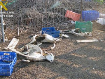 La Guardia Civil halla decenas de cadáveres de ganado y animales desnutridos La Guardia Civil halla decenas de cadáveres de ganado y animales desnutridos