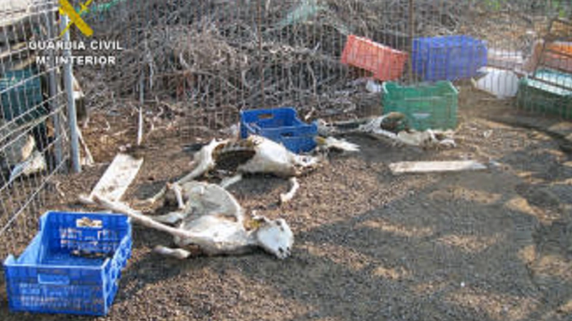  La Guardia Civil halla decenas de cadáveres de ganado y animales desnutridos