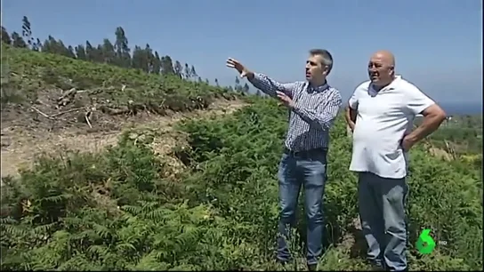 Imagen de una franja desbrozada Imagen de una franja desbrozada