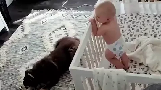 Una madre instala una cámara en la habitación de su hijo y descubre que hacen por la noche el perro y el bebé Una madre instala una cámara en la habitación de su hijo y descubre que hacen por la noche el perro y el bebé