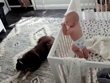 Una madre instala una cámara en la habitación de su hijo y descubre que hacen por la noche el perro y el bebé