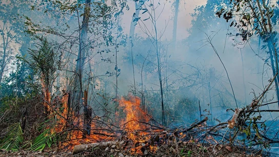 Incendio en la Amazonia Incendio en la Amazonia