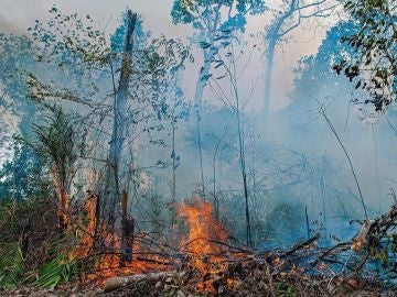 Incendio en la Amazonia Incendio en la Amazonia