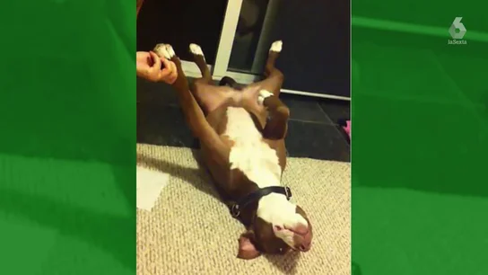 El hilarante momento en el que una perra finge que desmayarse para evitar que le corten las uñas El hilarante momento en el que una perra finge que desmayarse para evitar que le corten las uñas