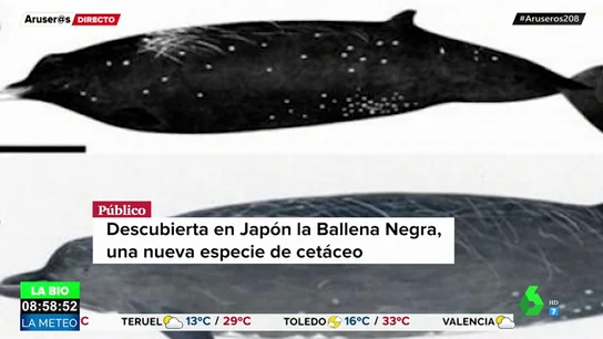 Descubren la ballena negra, un nuevo cetáceo Descubren la ballena negra, un nuevo cetáceo