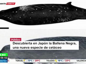Descubren la ballena negra, un nuevo cetáceo Descubren la ballena negra, un nuevo cetáceo