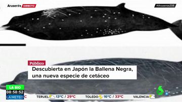 Descubren la ballena negra, un nuevo cetáceo