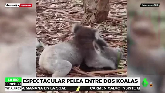 Pelea entre dos koalas Pelea entre dos koalas
