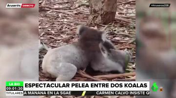 Pelea entre dos koalas