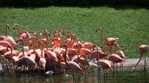 Flamencos en Watson Island