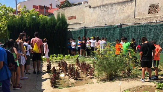 Huerto eclógico del CEIP Manuel Riquelme de Hurchillo, Orihuela (Alicante). Huerto ecológico del colegio público de Hurchillo.