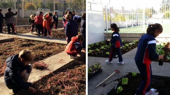 Huerto ecológico en el colegio Alameda de Osuna, Madrid. Huerto ecológico.
