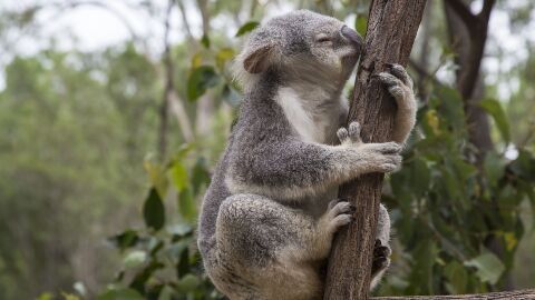 Koala