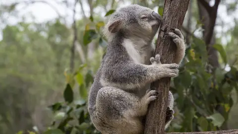Koala Koala