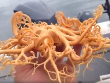 Hallan un misterioso animal en aguas de Alaska Hallan un misterioso animal en aguas de Alaska