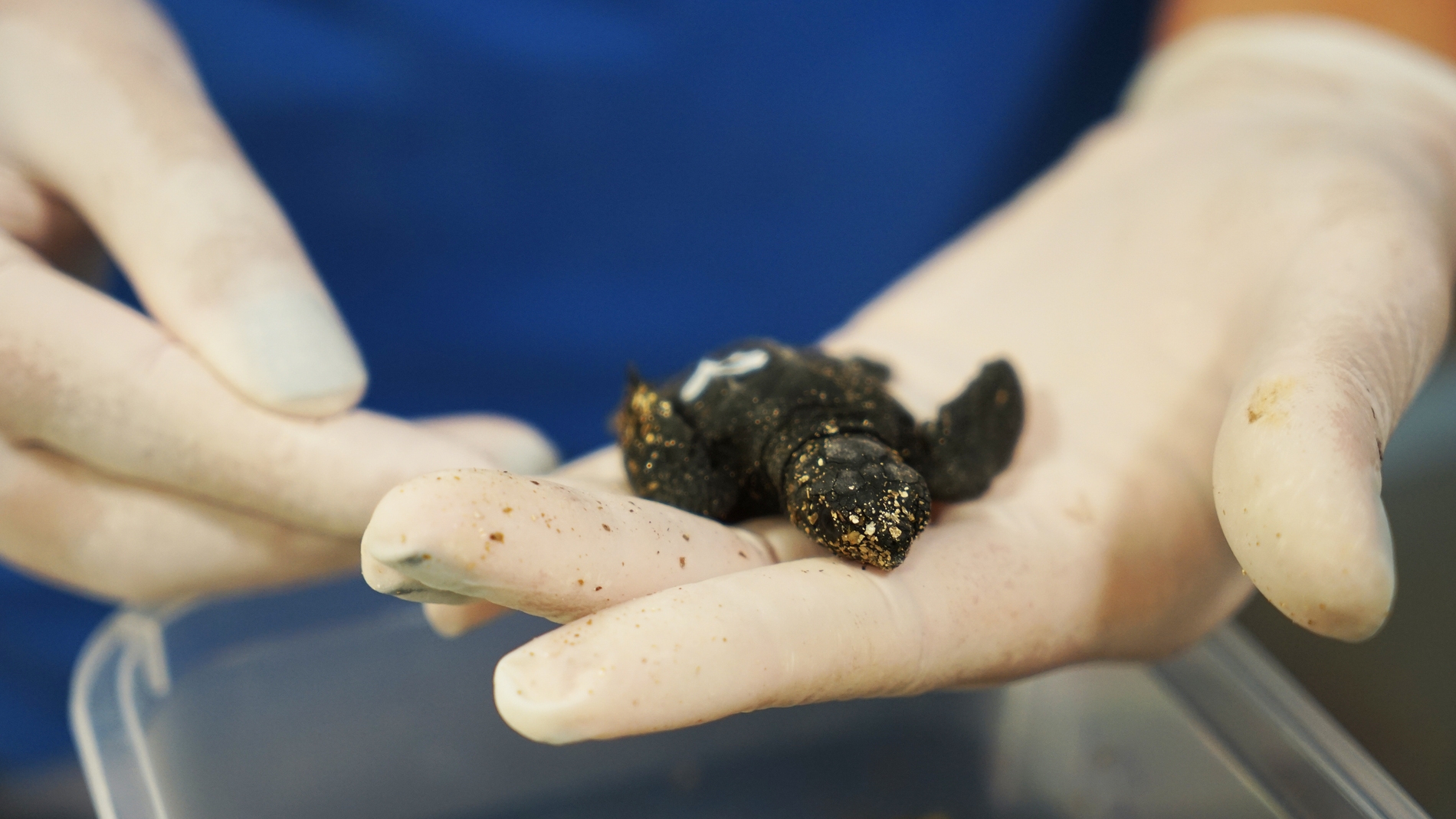 Nacen en el Oceanografic nueve tortugas de los huevos hallados en Castellon