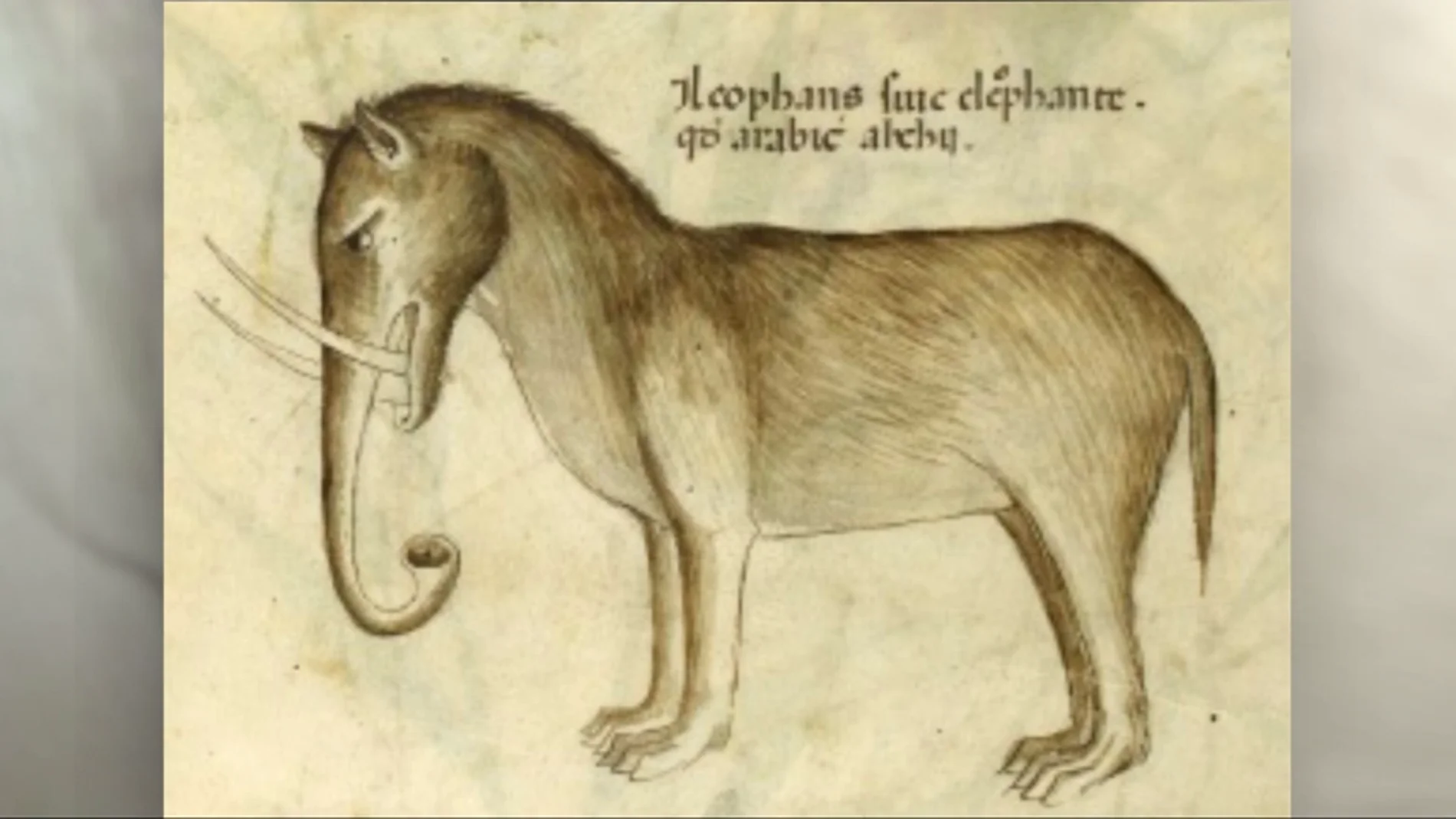 Elefantes con orejas de perro o cocodrilos convertidos en dragones: así imaginaban a los animales los artistas medievales