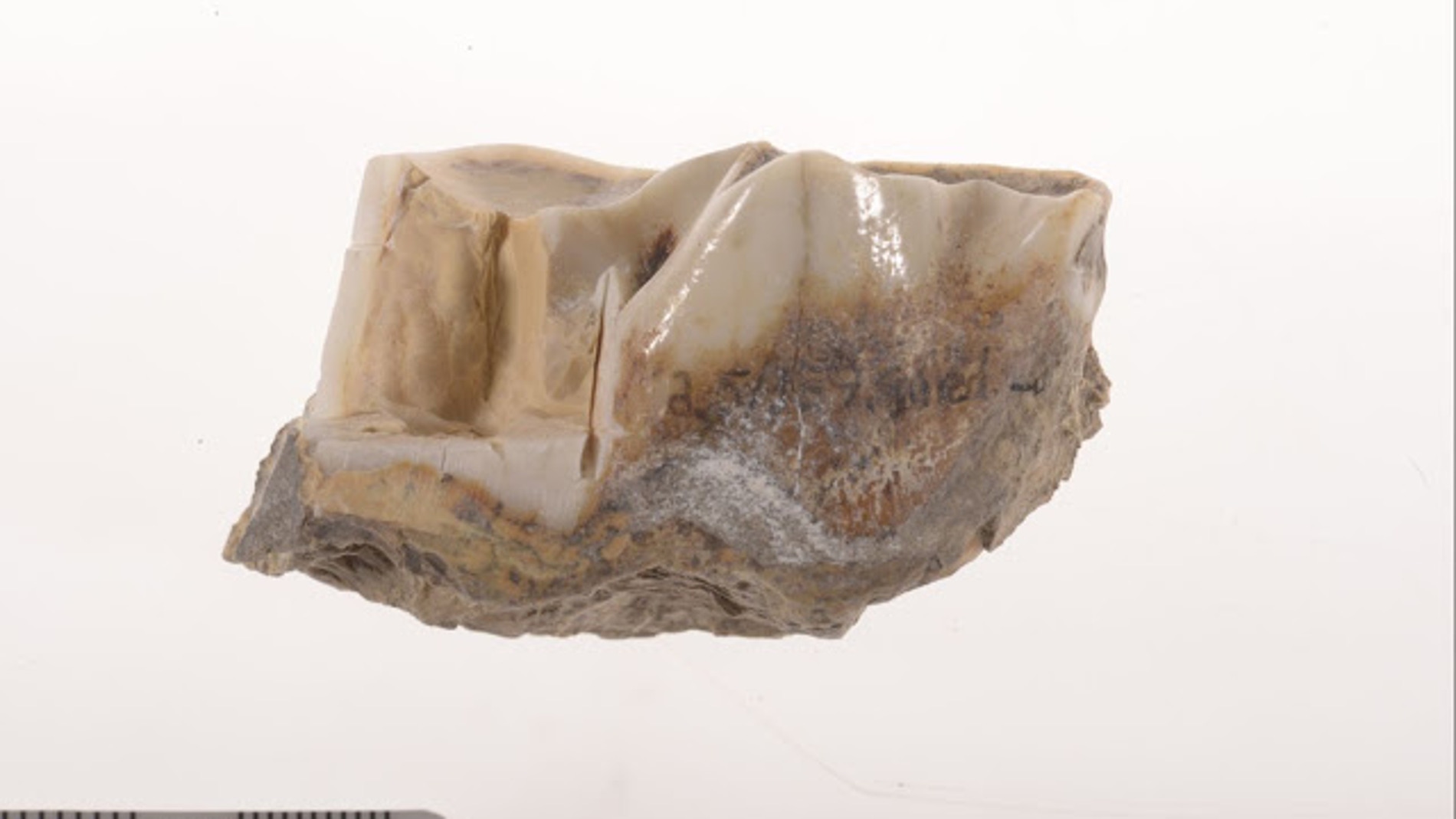 Identifican datos geneticos de un diente de rinoceronte de 1 7 millones de anos