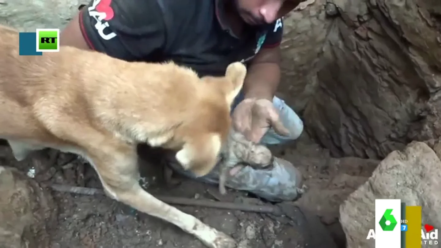 El entrañable vídeo de una perrita intentando rescatar a sus cachorros que emociona a Miki Nadal El entrañable vídeo de una perrita intentando rescatar a sus cachorros que emociona a Miki Nadal