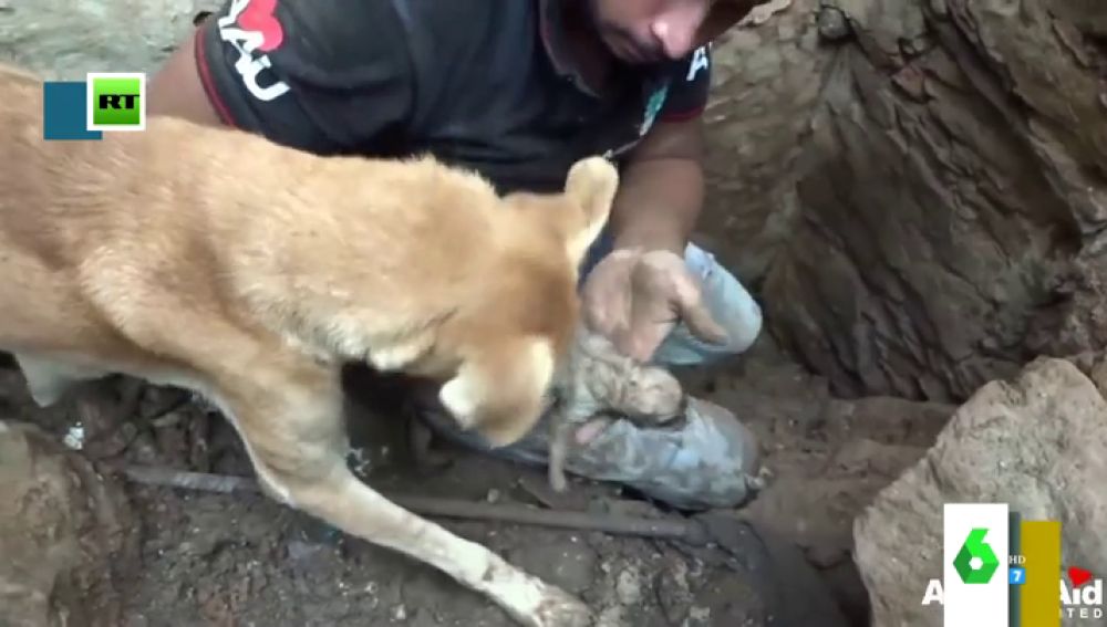 El entrañable vídeo de una perrita intentando rescatar a sus cachorros que emociona a Miki Nadal