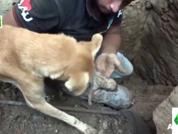 El entrañable vídeo de una perrita intentando rescatar a sus cachorros que emociona a Miki Nadal El entrañable vídeo de una perrita intentando rescatar a sus cachorros que emociona a Miki Nadal