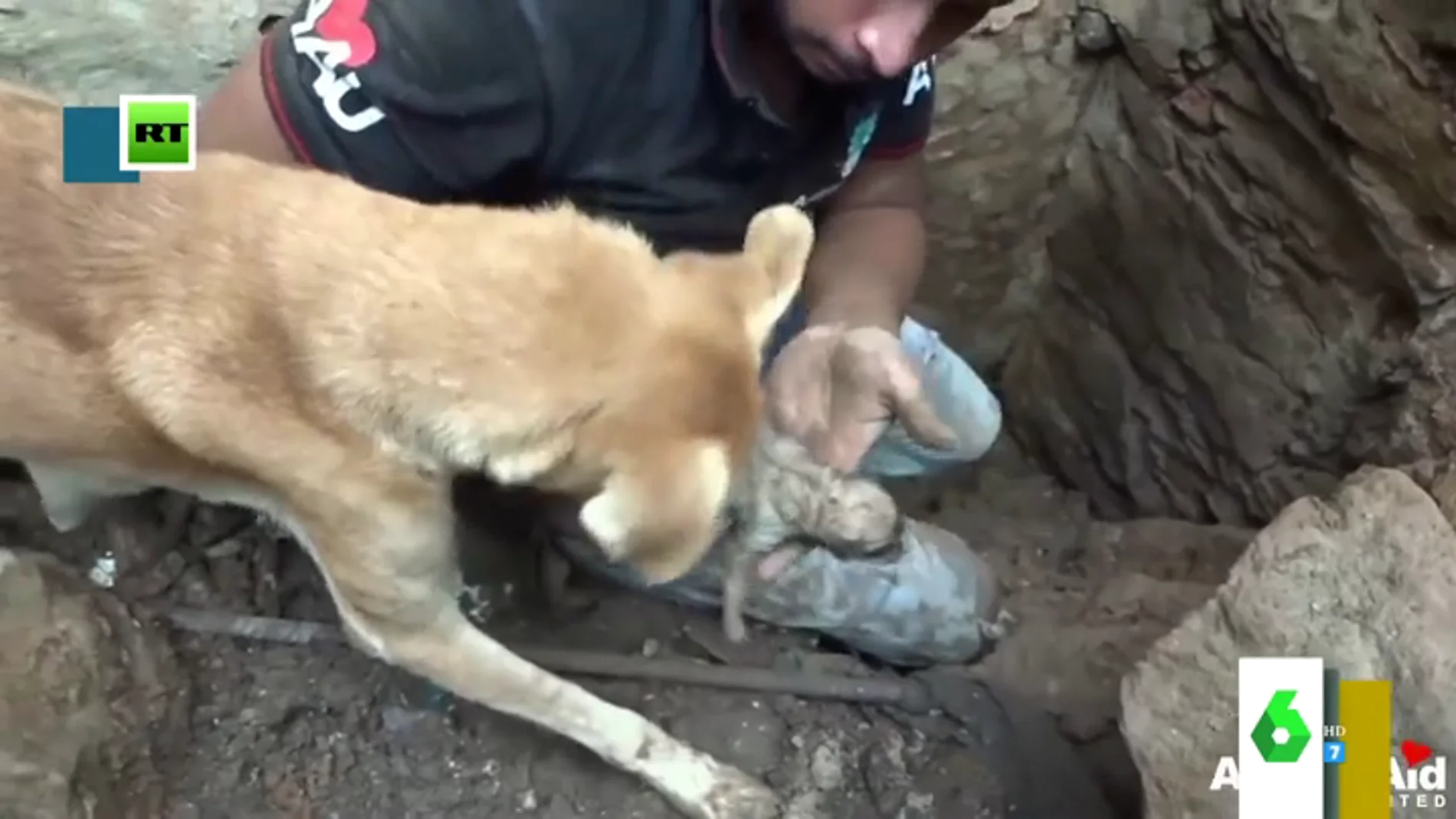 El entrañable vídeo de una perrita intentando rescatar a sus cachorros que emociona a Miki Nadal