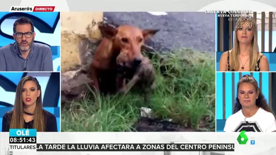 rescate cachorros rescate cachorros