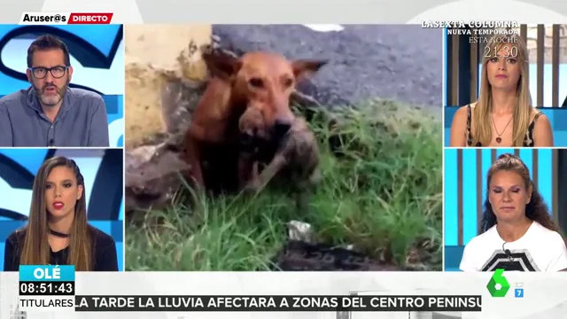 rescate cachorros