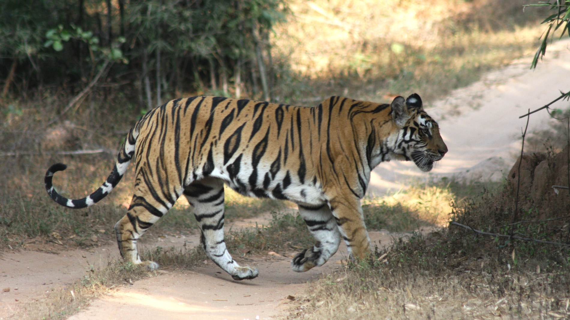 La mayoría de los estudios se centran en grandes especies como el tigre. / Jorge Lozano.