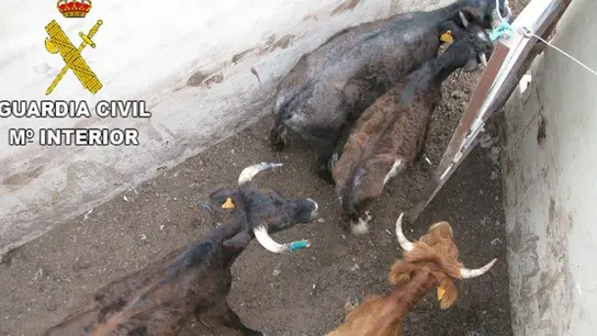 Ganadería de toros Ganadería de toros