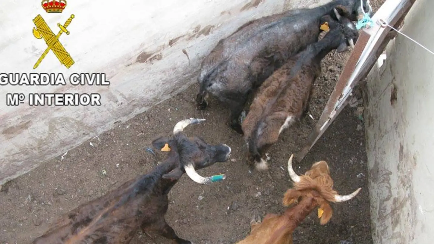 Ganadería de toros Ganadería de toros