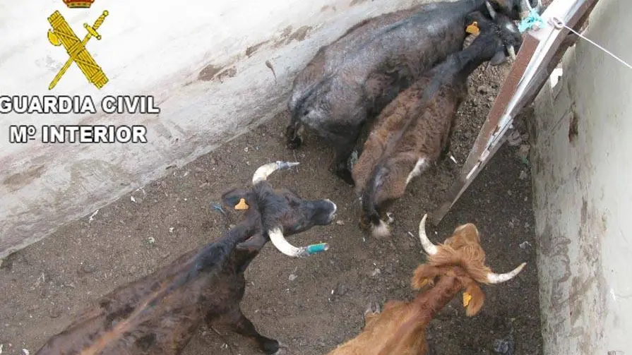 Ganadería de toros