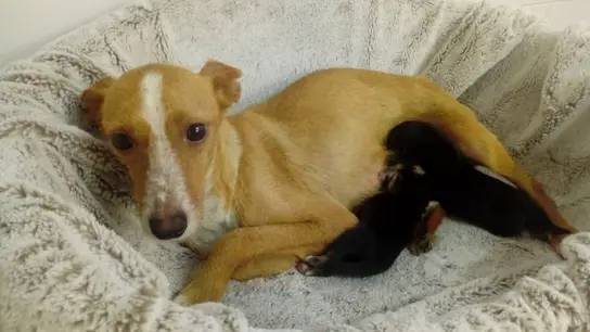 Las perritas Anxela y Mara con su madre adoptiva Las perritas Anxela y Mara con su madre adoptiva
