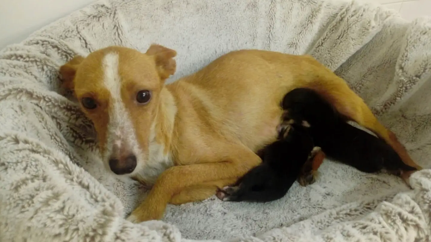 Las perritas Anxela y Mara con su madre adoptiva Las perritas Anxela y Mara con su madre adoptiva