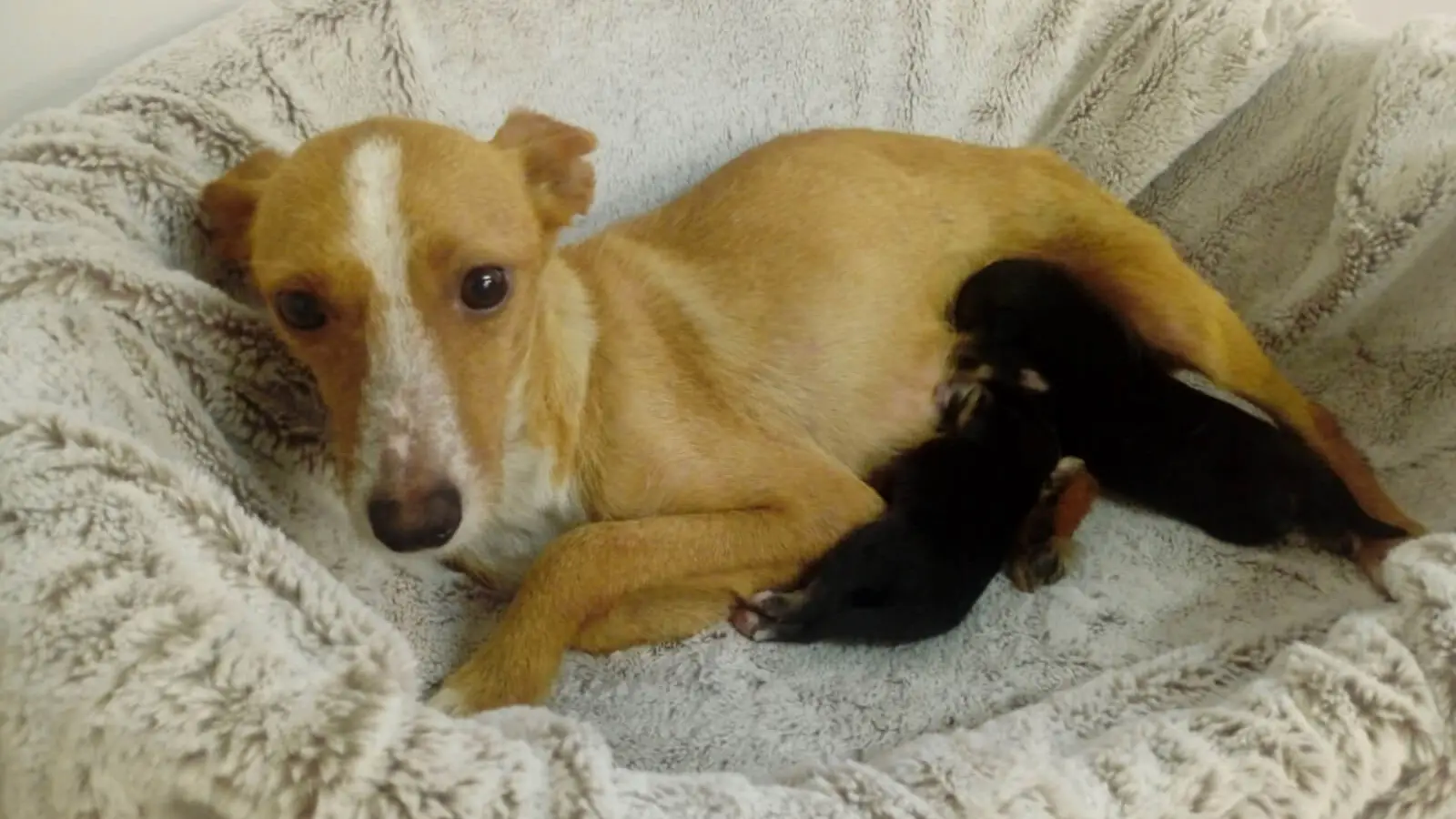 Las perritas Anxela y Mara con su madre adoptiva