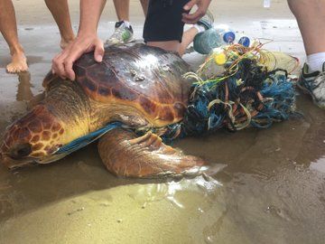 Una tortuga rescatada en la Malvarrosa Una tortuga rescatada en la Malvarrosa