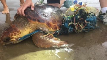 Una tortuga rescatada en la Malvarrosa