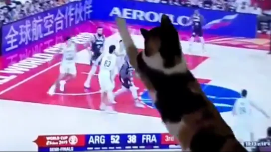 El gato 'defensor' de Argentina en el Mundial El gato 'defensor' de Argentina en el Mundial