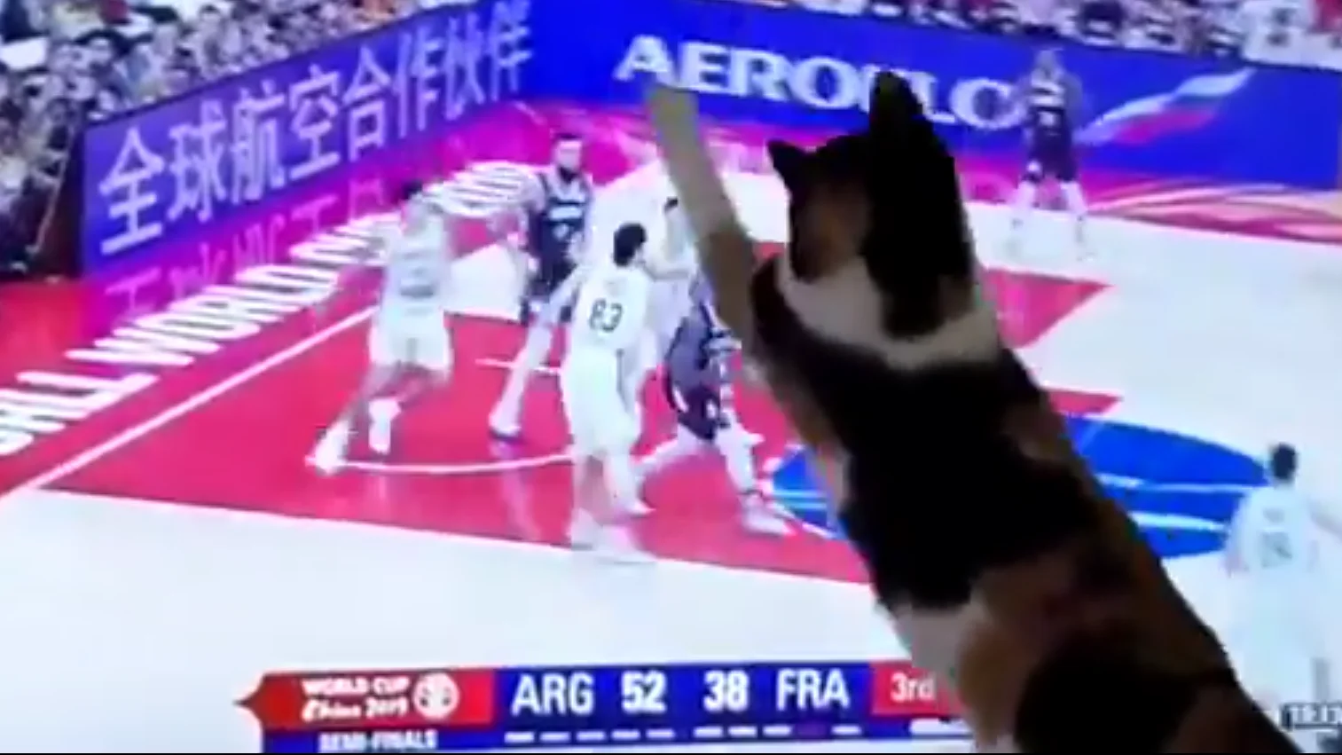 El gato 'defensor' de Argentina en el Mundial