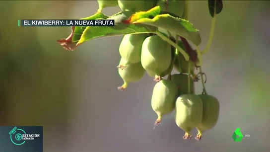 Kiwiberry Kiwiberry