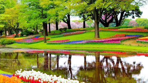 Lisse