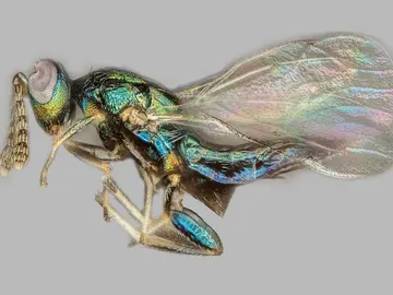 Avispa de la especie 'Euderus set' Avispa de la especie 'Euderus set'