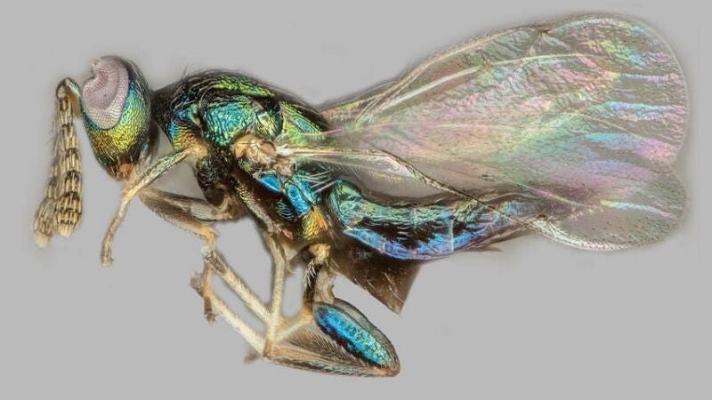 El caso de la avispa 'manipuladora' capaz de controlar la mente de otras especies 