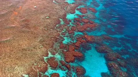 Barrera de Coral Barrera de Coral