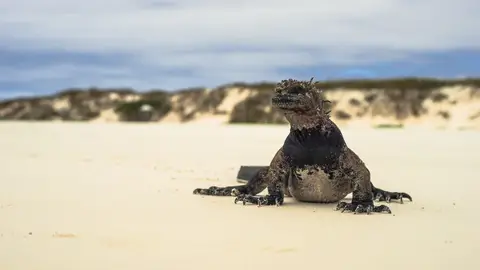 Galápagos Galápagos