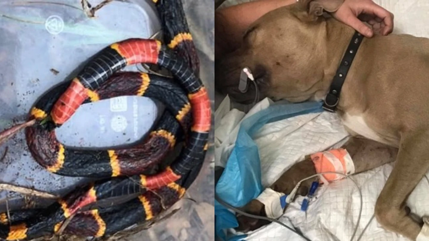 Imagen del perro y la serpiente Imagen del perro y la serpiente