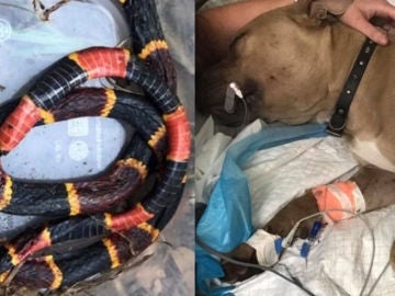 Imagen del perro y la serpiente Imagen del perro y la serpiente